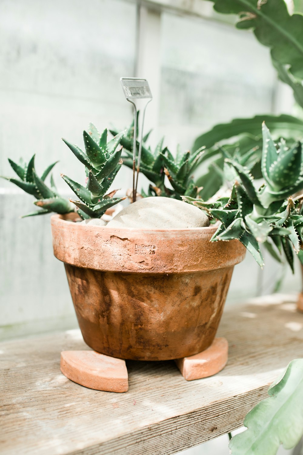 green plant on brown clay pot