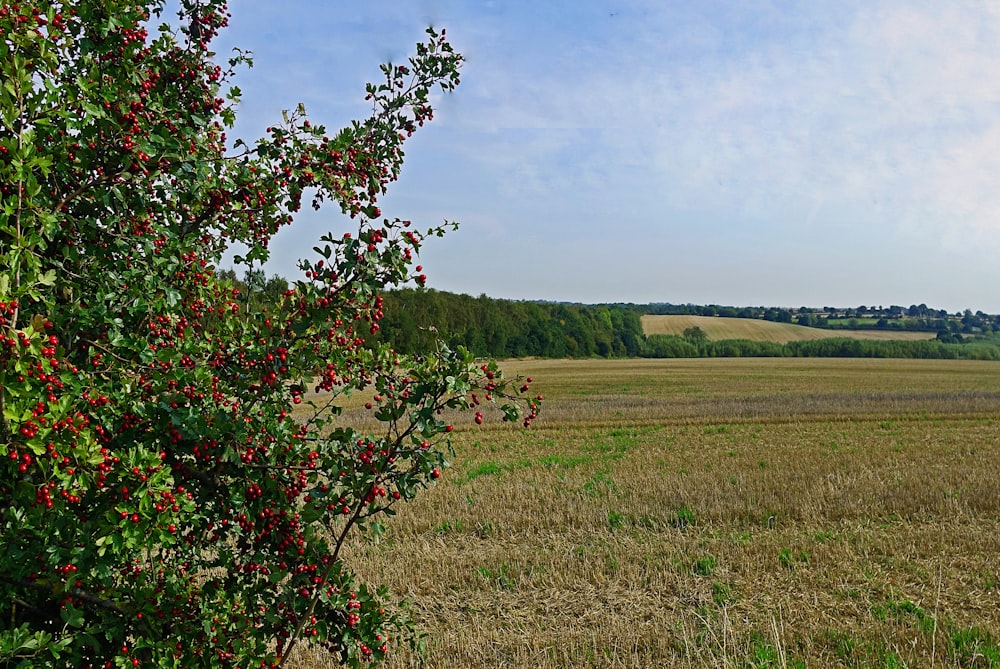 green and red leaf tree on green grass field during daytime