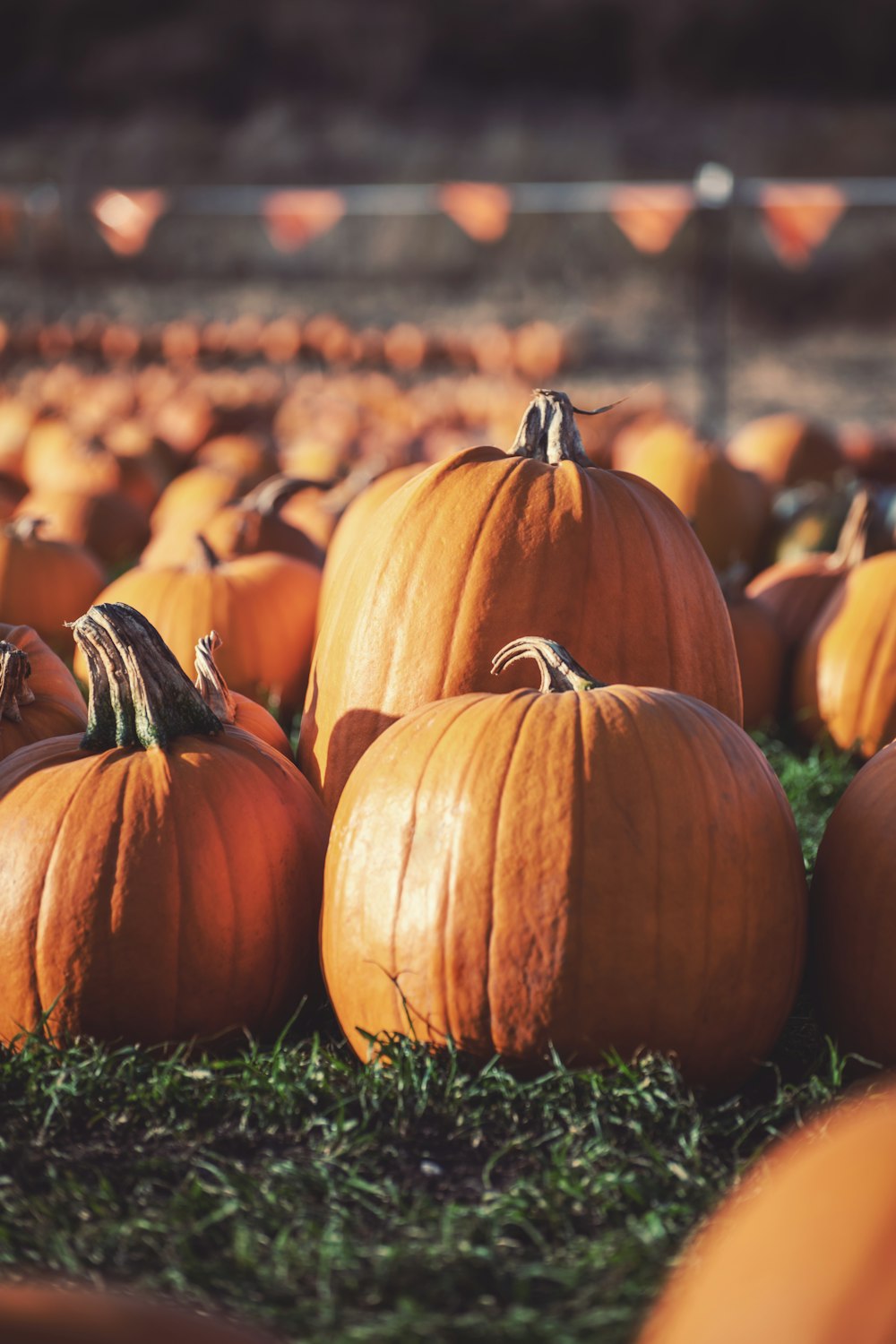 orange pumpkins on green grass during daytime