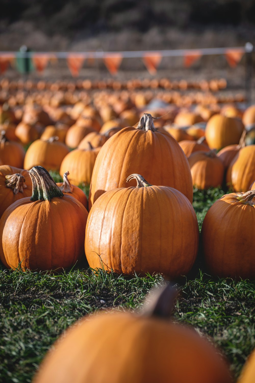 orange pumpkins on green grass during daytime