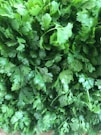 green leaves plant during daytime