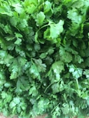 cilantro and coriander, hate coriander day, February 24