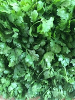 parsley