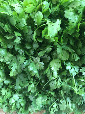 Bundles of fresh coriander leaves lying on a traditional Indian kitchen cloth.