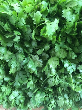 A dense collection of fresh green cilantro leaves with serrated edges. The vibrant green color indicates freshness. The leaves overlap each other, creating a textured pattern.