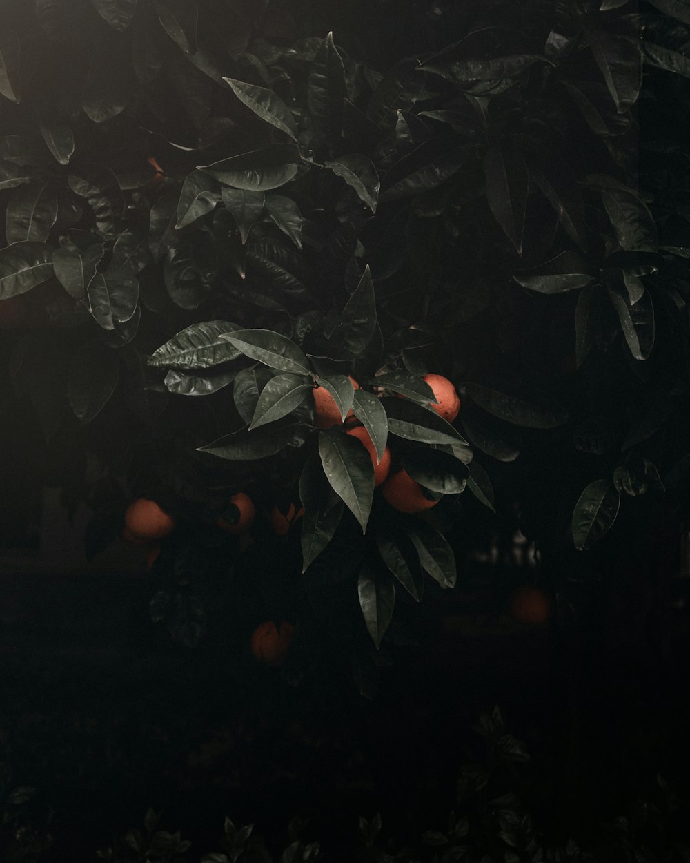 green and red leaves during night time