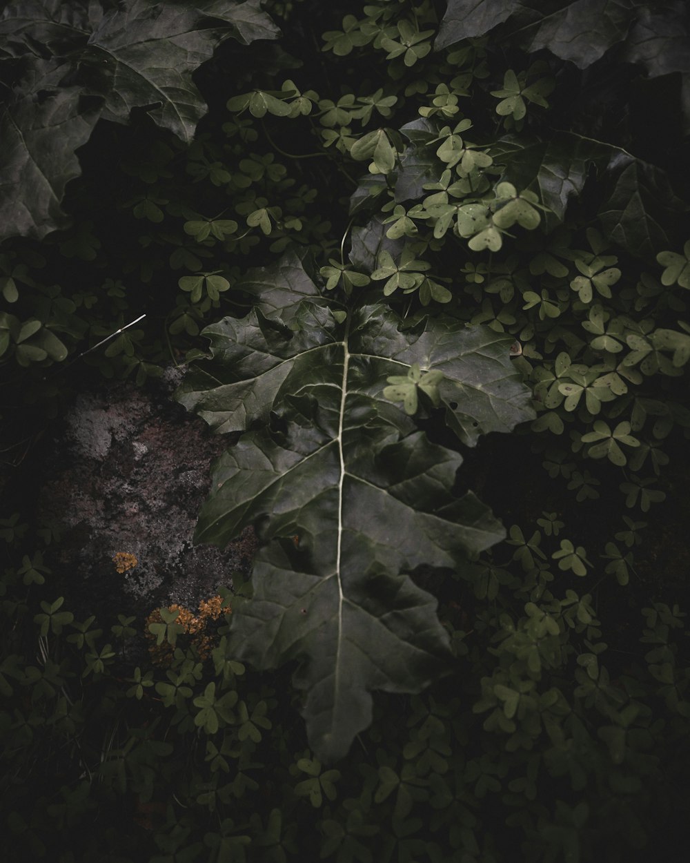 green leaves on black soil