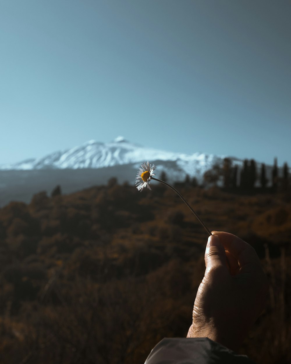 person holding white and yellow flower during daytime