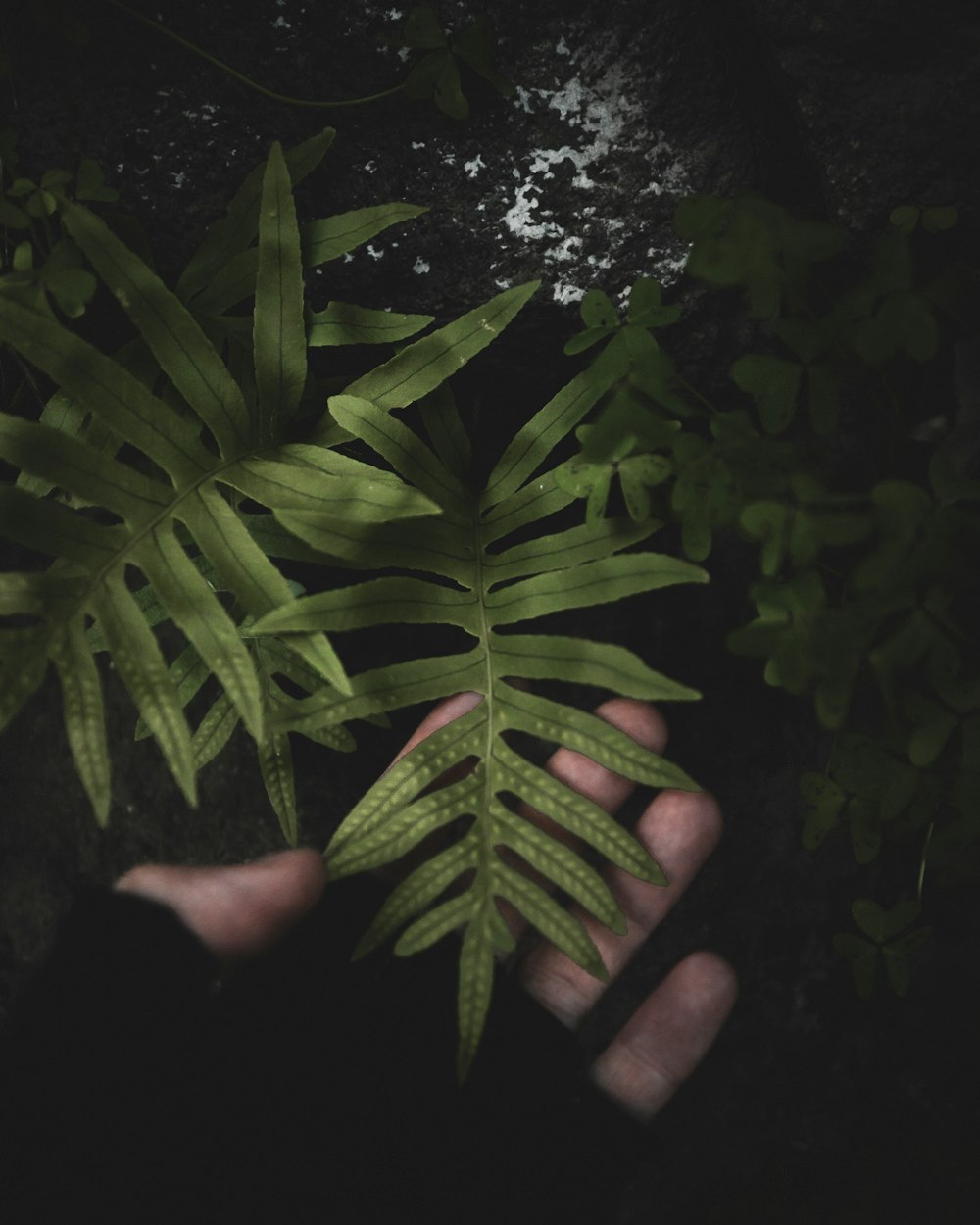 green leaves with white flowers