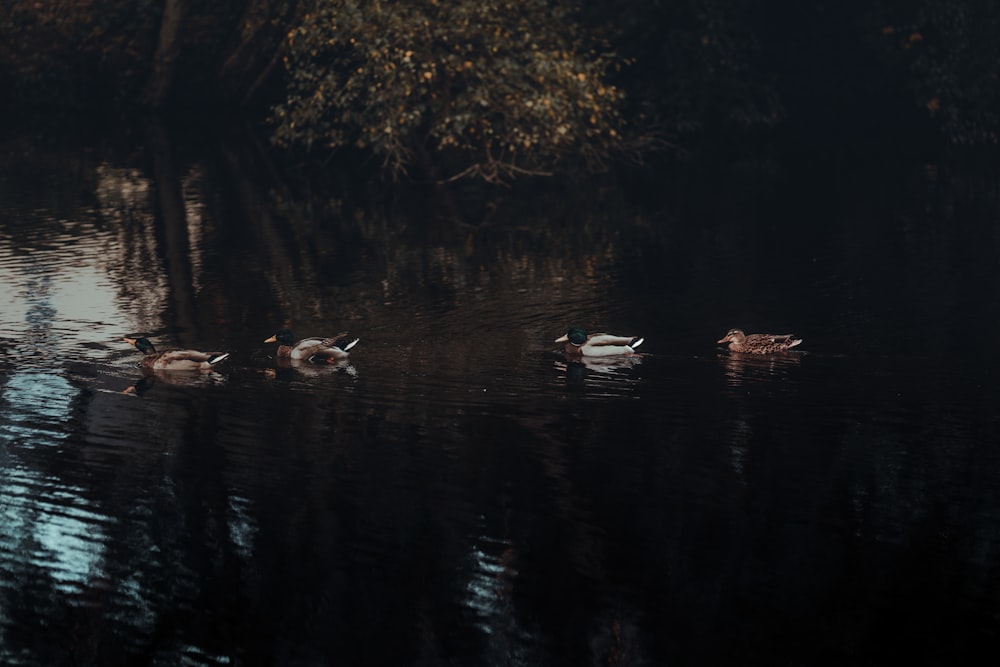 white swan on water during daytime