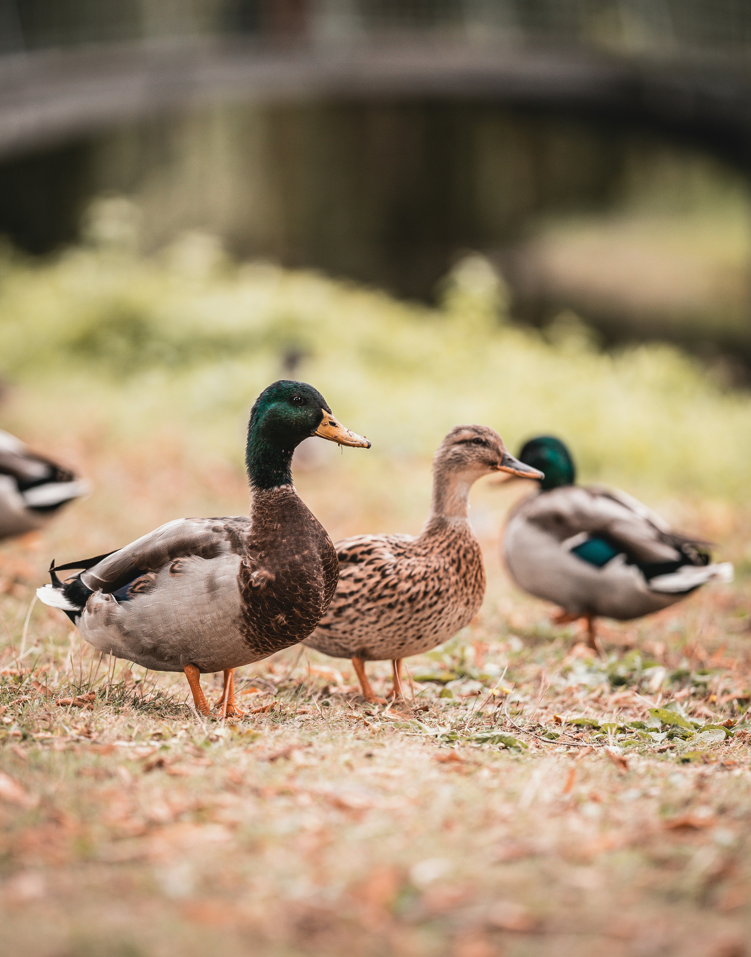 brown and green mallard duck on green grass during daytime
