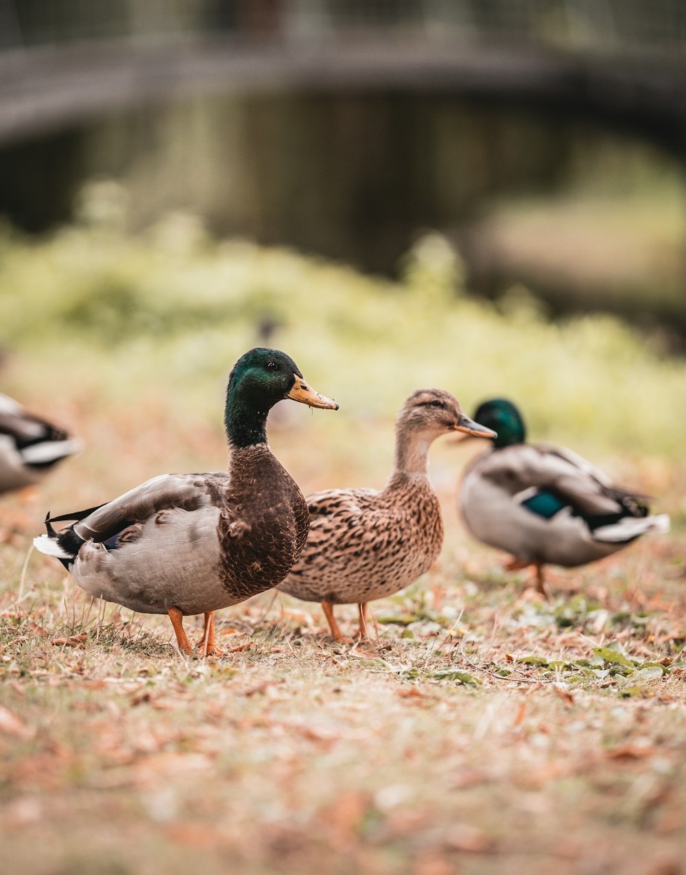 Pato real marrón y verde en hierba verde durante el día