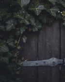 An elegant estate door framed by climbing ivy in warm wood tones.