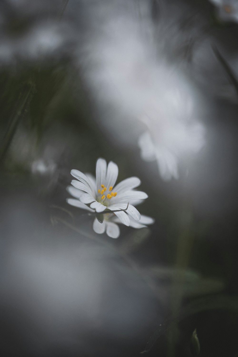 white flower in tilt shift lens