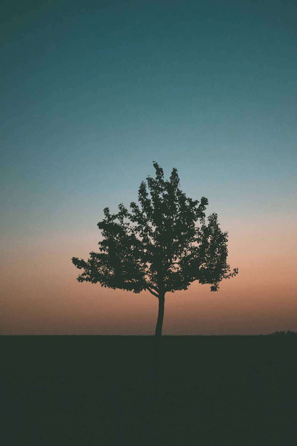 silhouette of tree during sunset