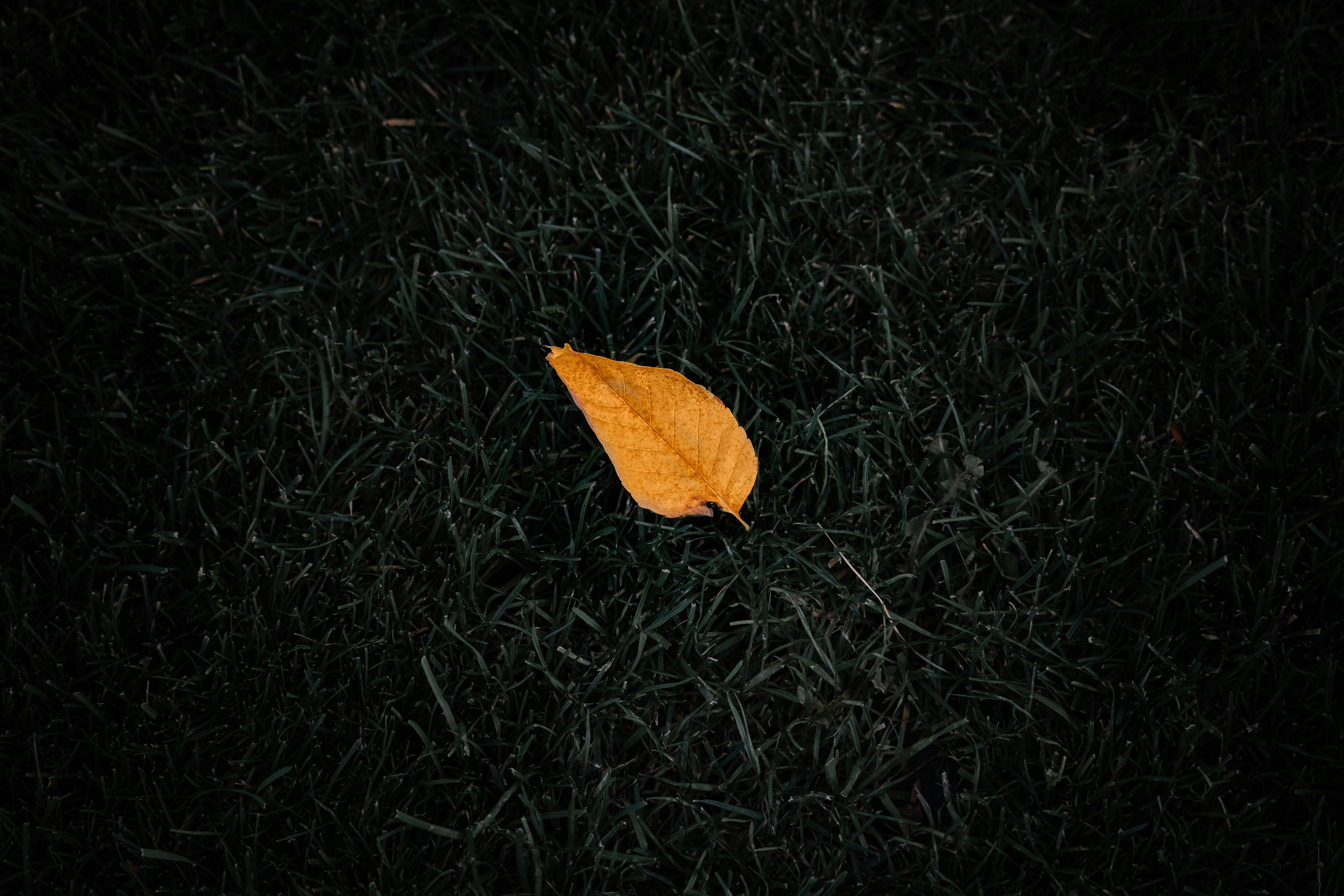 orangefarbenes Blatt auf grünem Gras