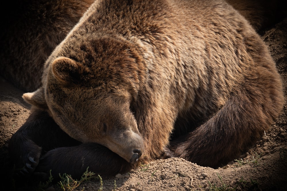 brown bear lying on gray rock during daytime