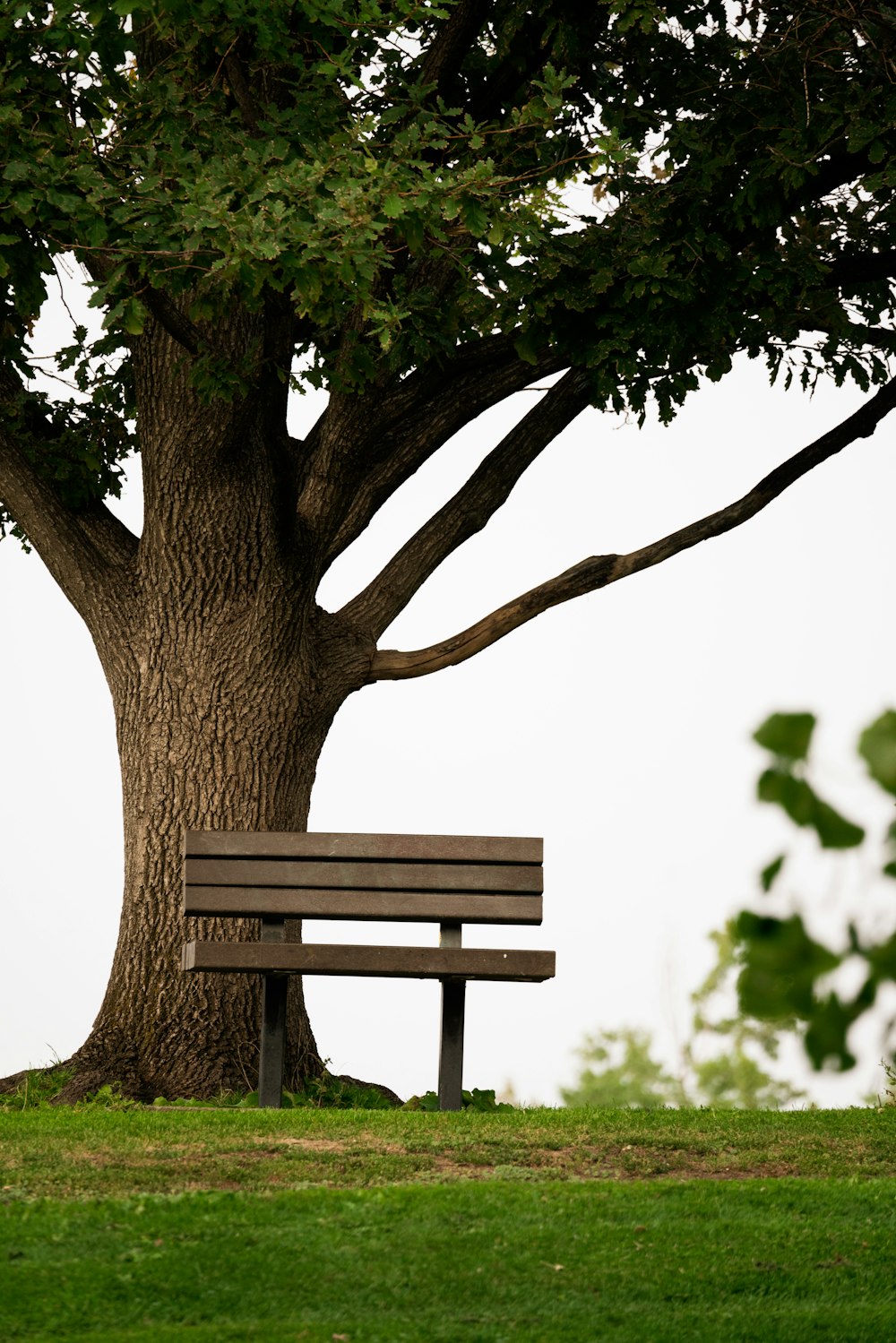 brown wooden bench under tree