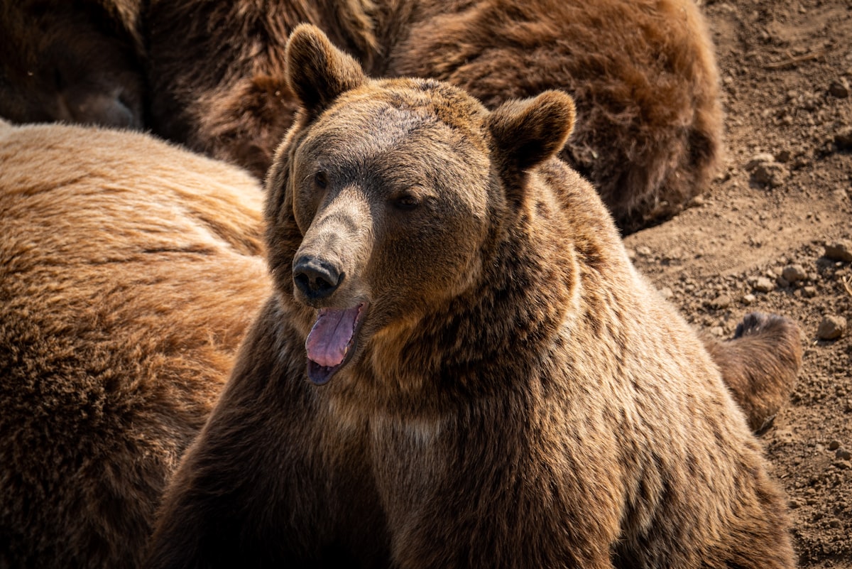 Jensen Huang acha "fantástico" que ninguém consiga comprar GPU — e você ainda acha esse cara gênio?