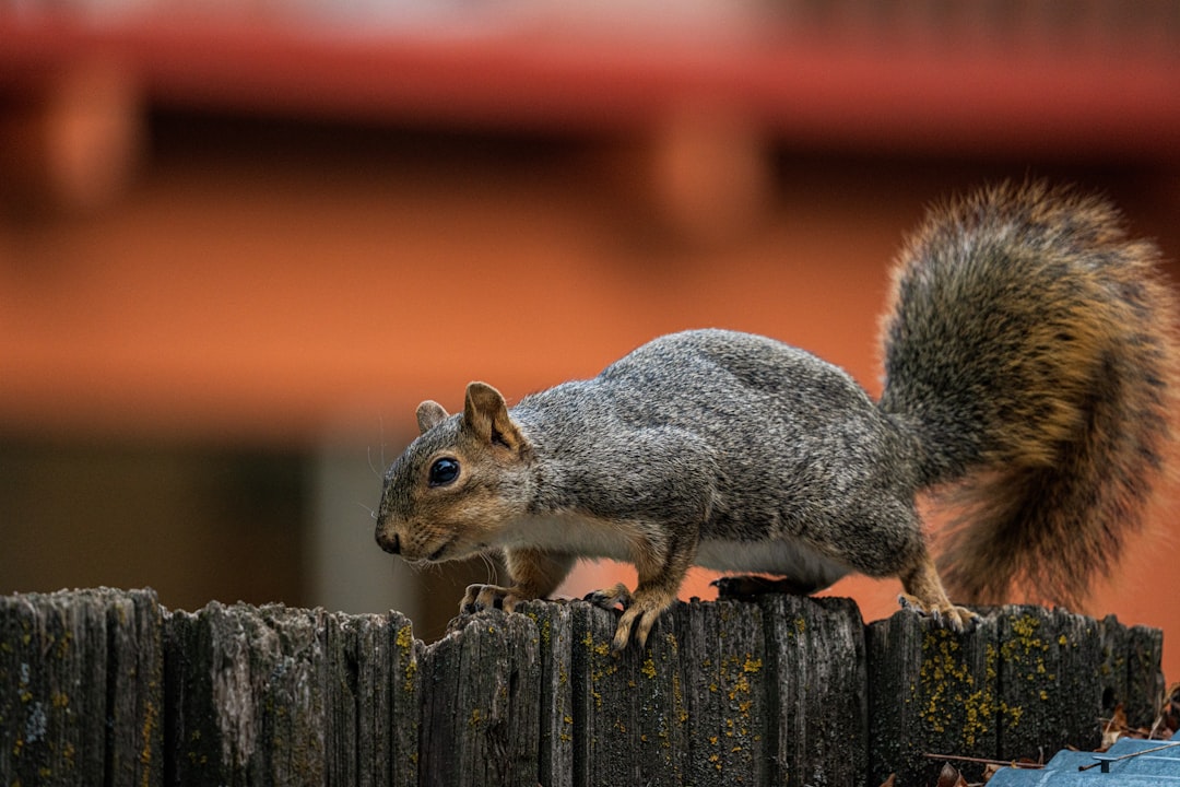 gray squirrel on brown wooden fence during daytime