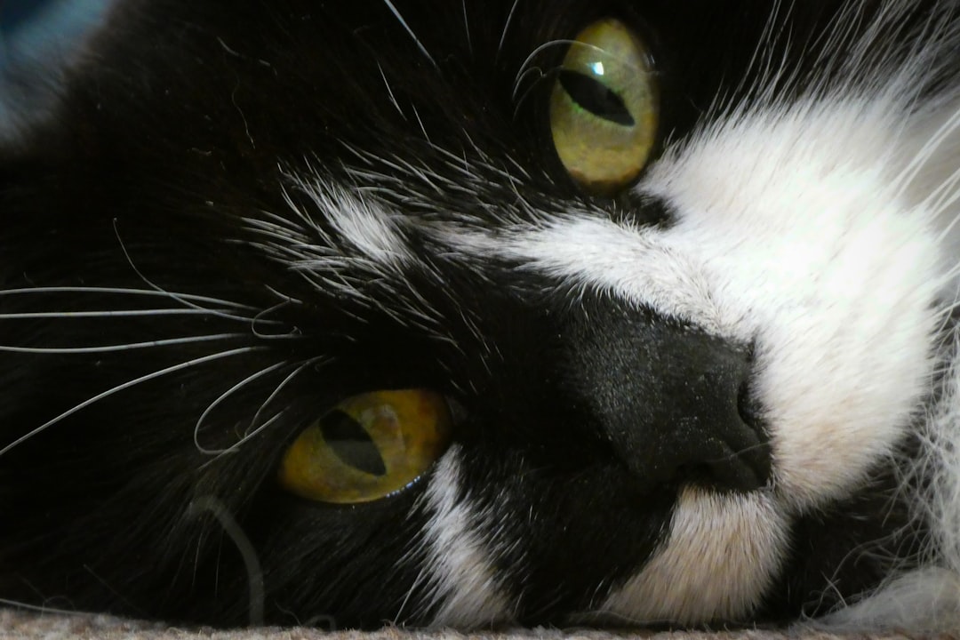 black and white cat with yellow eyes