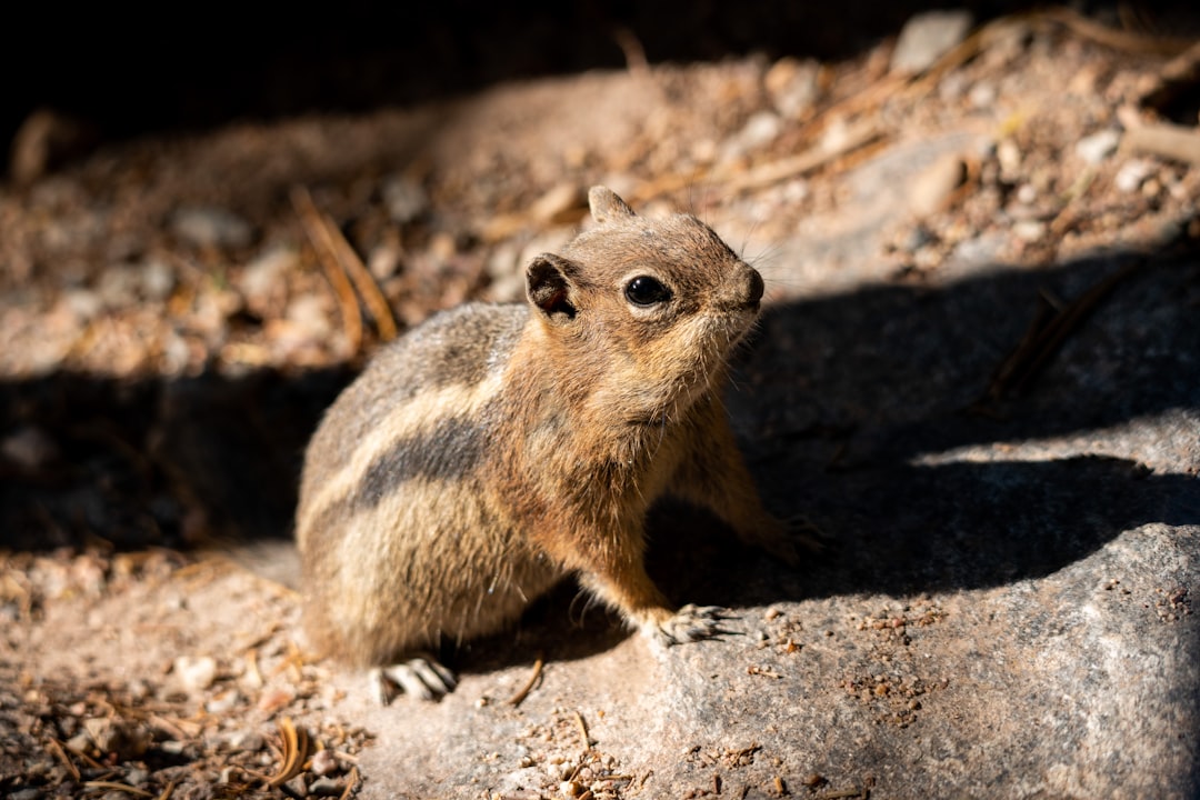 brown and black rodent on brown soil