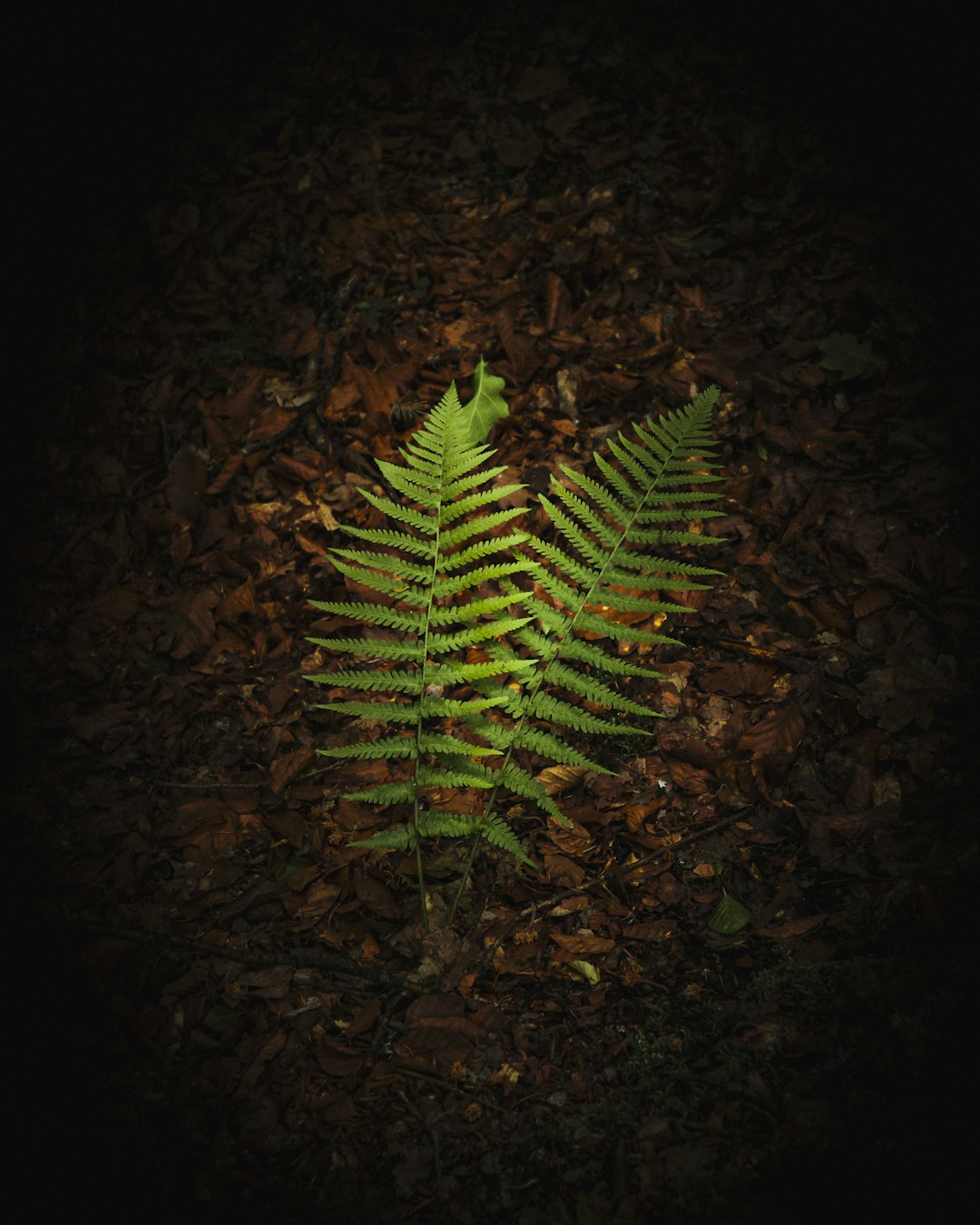 green fern plant on ground