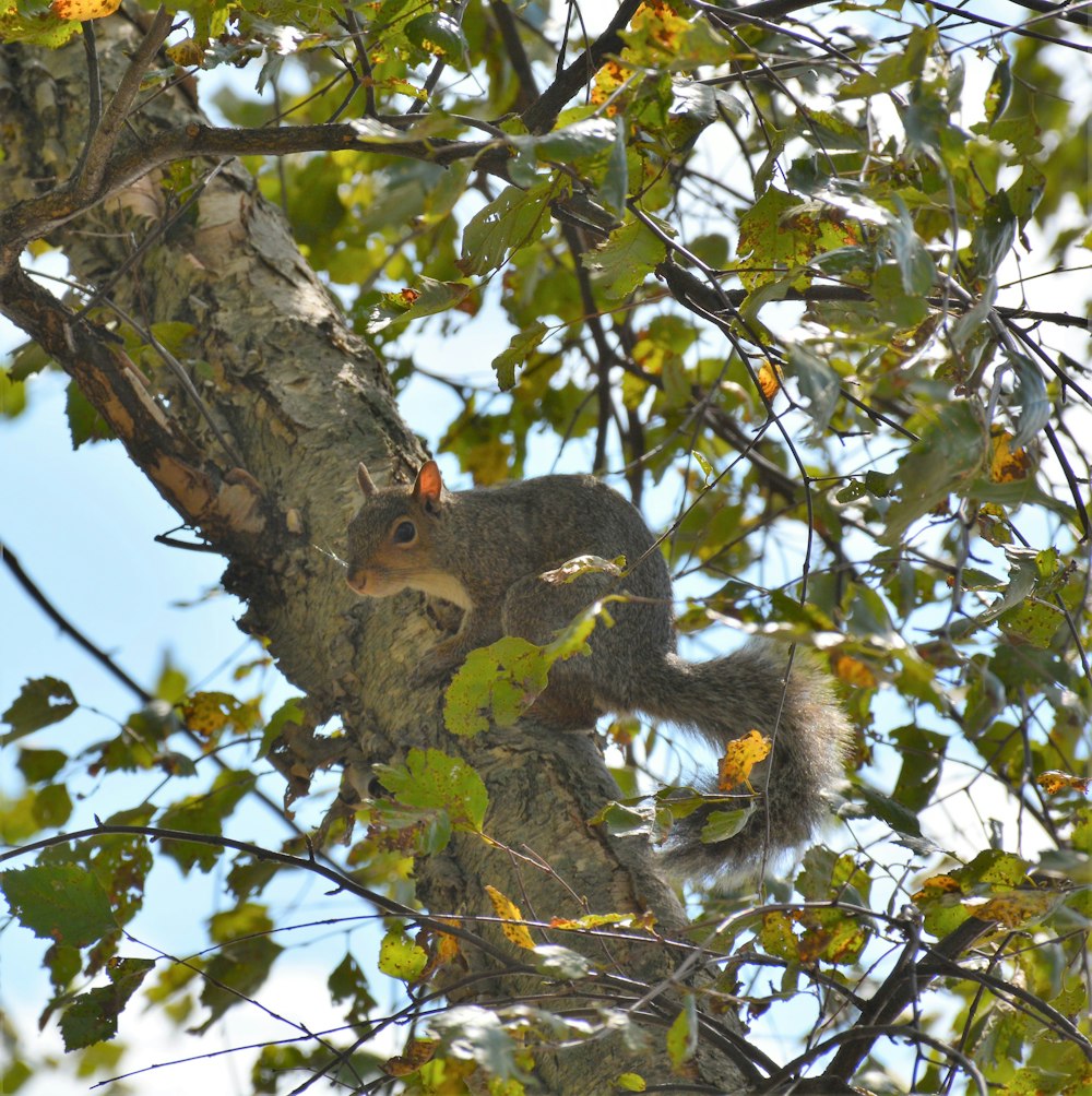 brown squirrel on brown tree branch during daytime