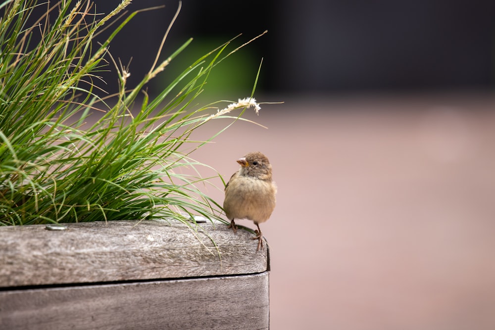 brown bird on gray wooden fence during daytime