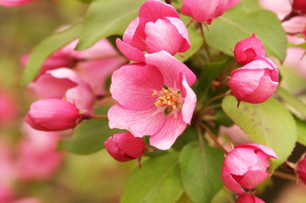 pink flower in tilt shift lens