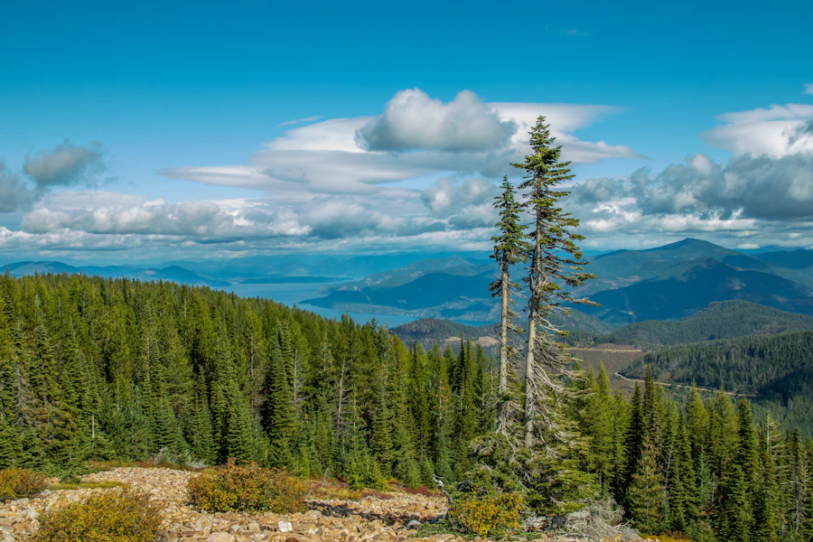 Pine trees under blue sky in the quiet countryside near Spirit Lake, Idaho