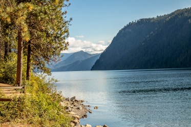 green trees near body of water during daytime