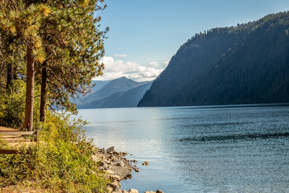 green trees near body of water during daytime