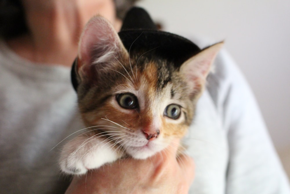 brown and black tabby kitten