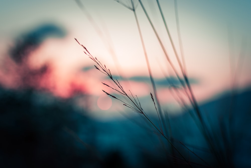 brown wheat in close up photography