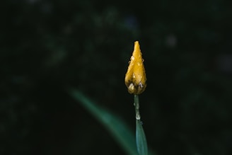 yellow flower bud in close up photography