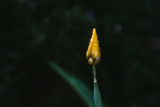yellow flower bud in close up photography