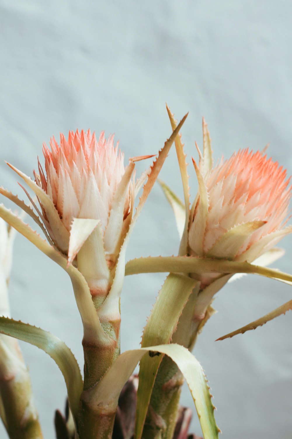 pink and white flower in tilt shift lens