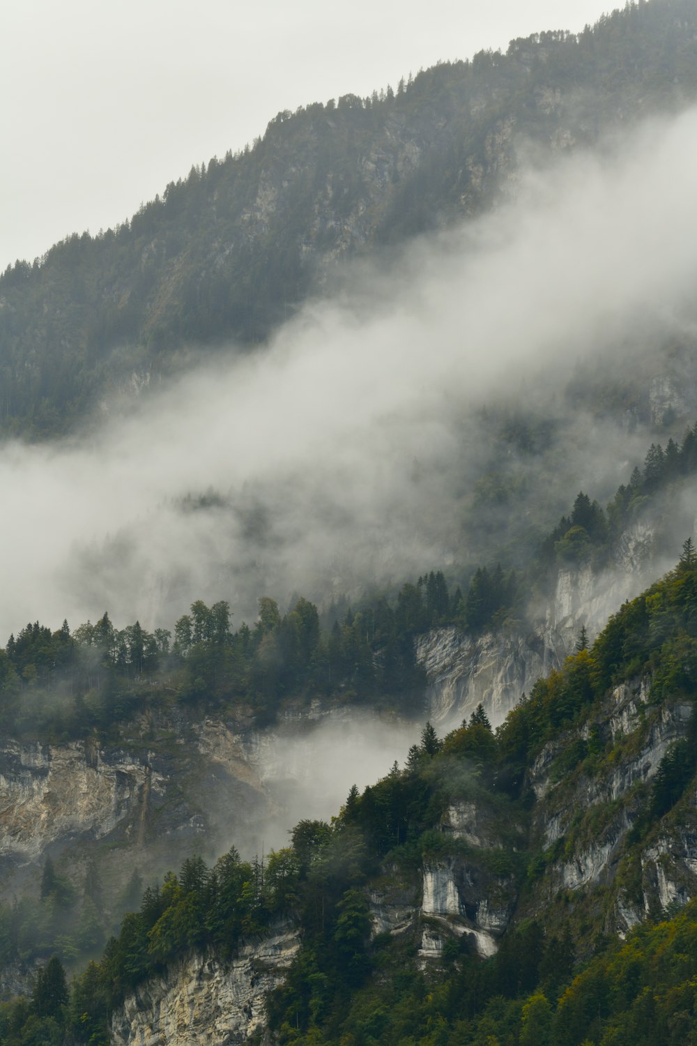 alberi verdi sulla montagna coperta di nebbia