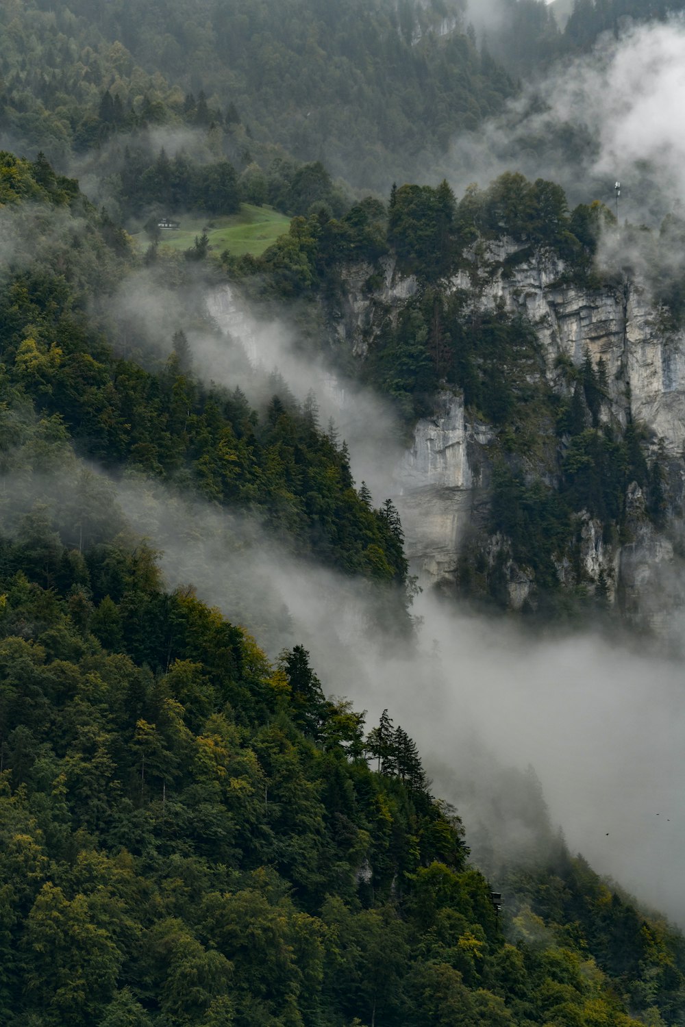 green trees covered with fog