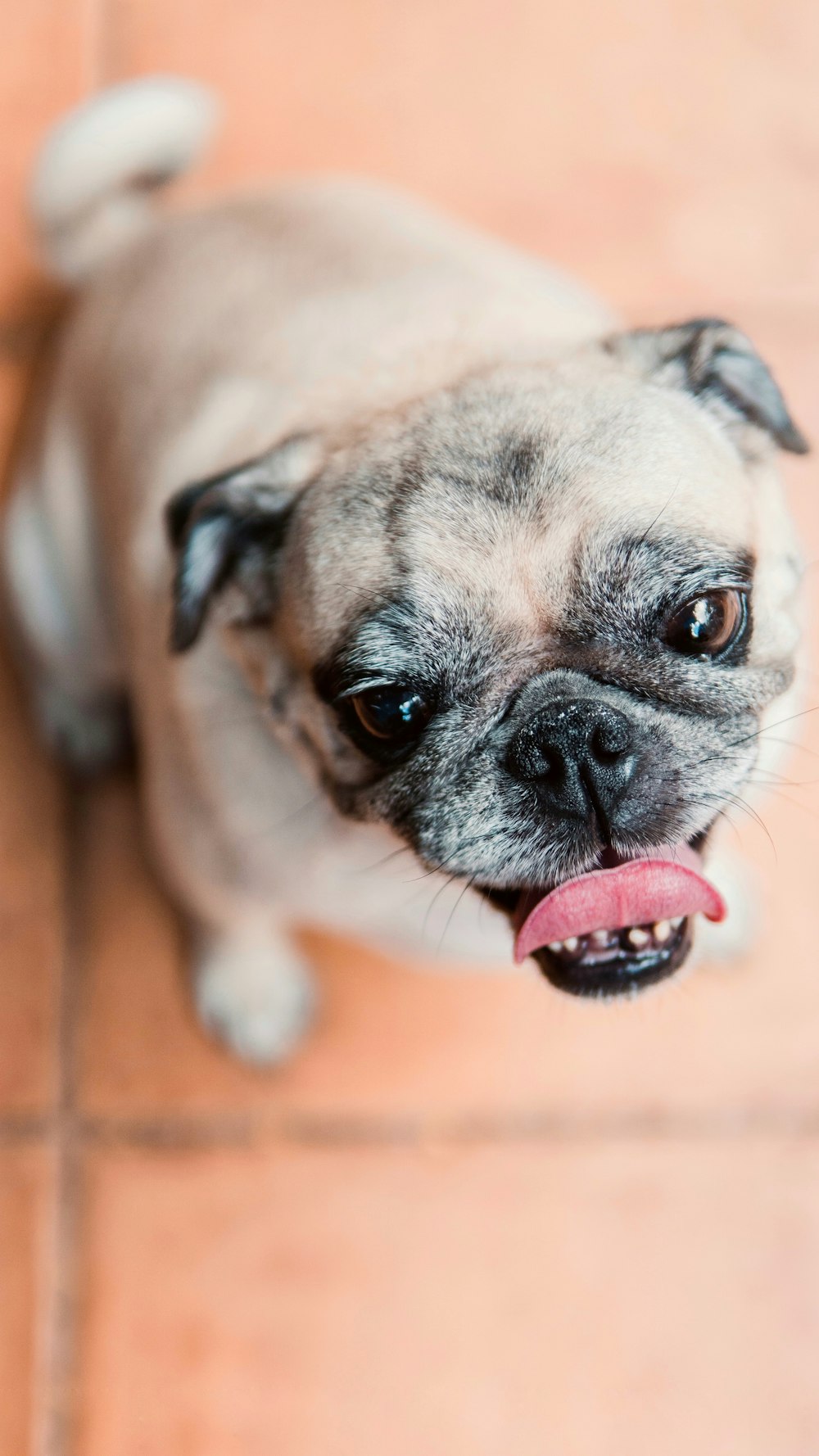 fawn pug puppy on brown wooden floor