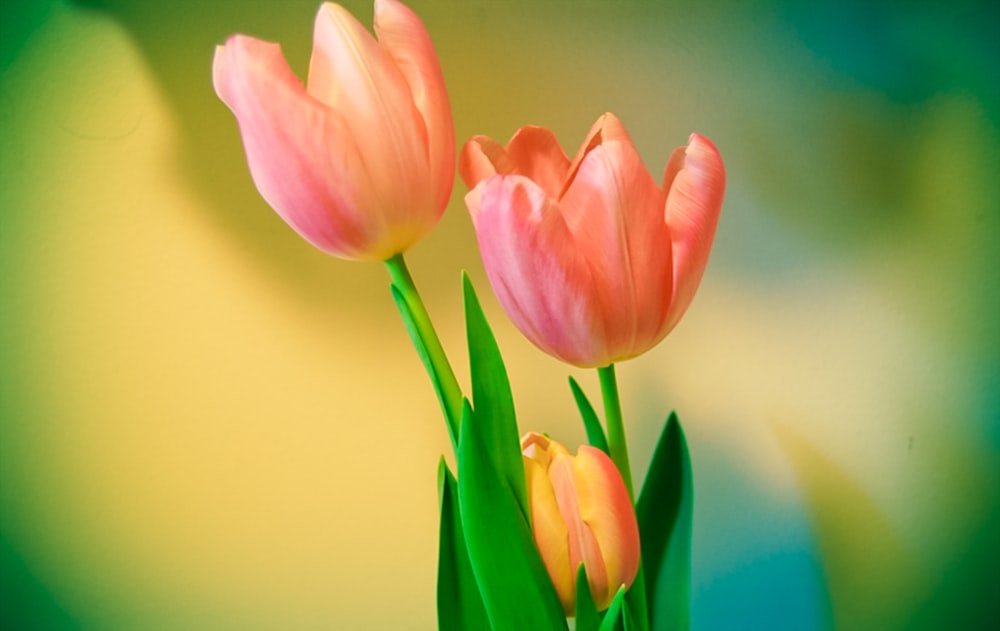 pink tulips in close up photography