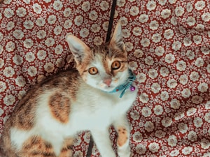 Comfort Cat Collar