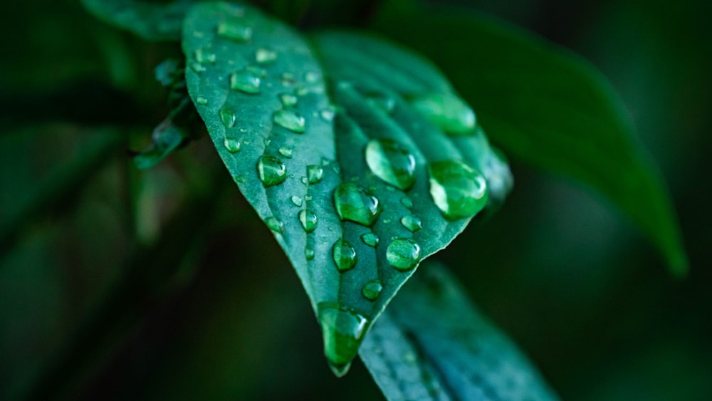 water droplets on green leaf