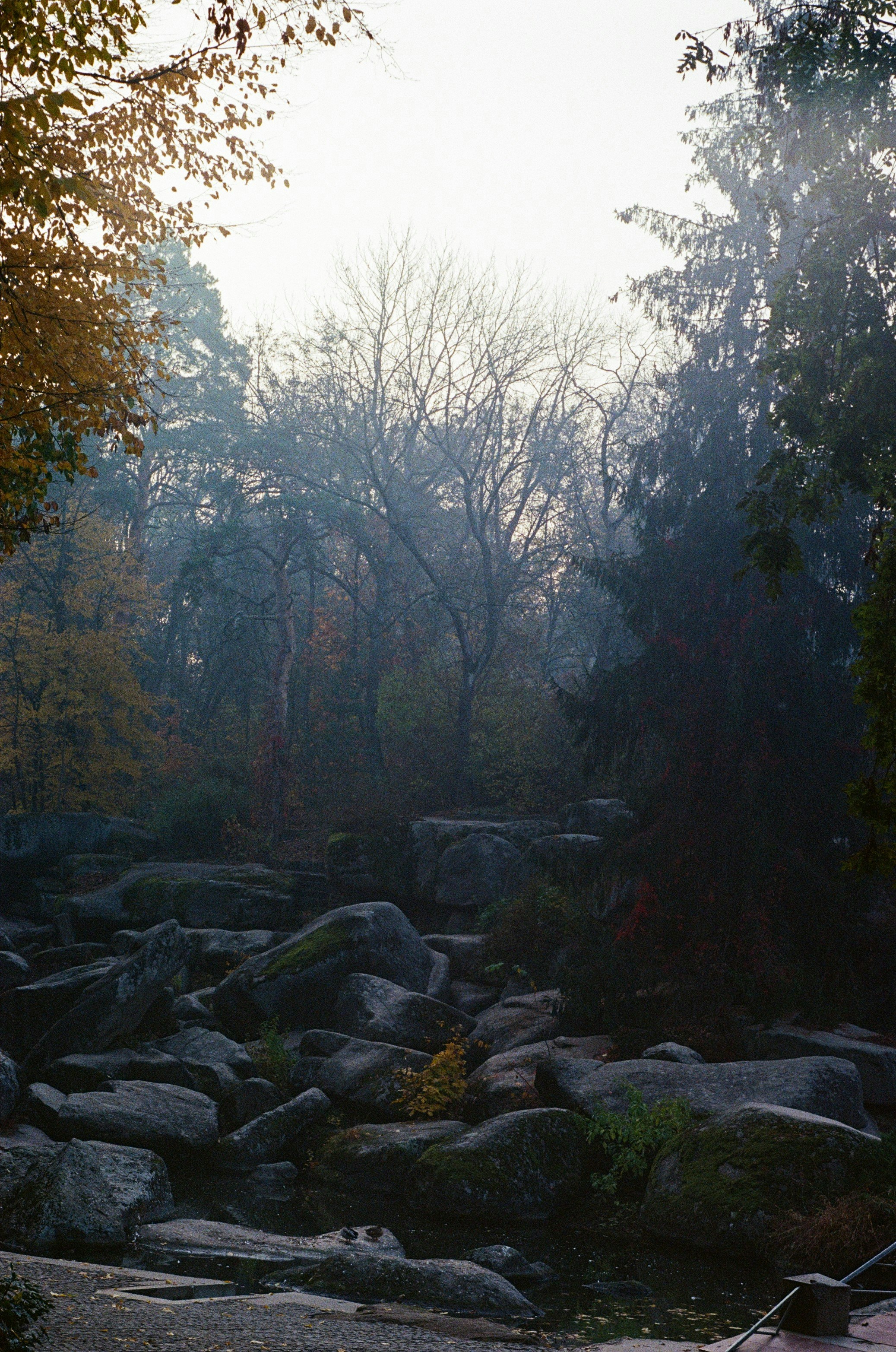 green trees on rocky ground during daytime