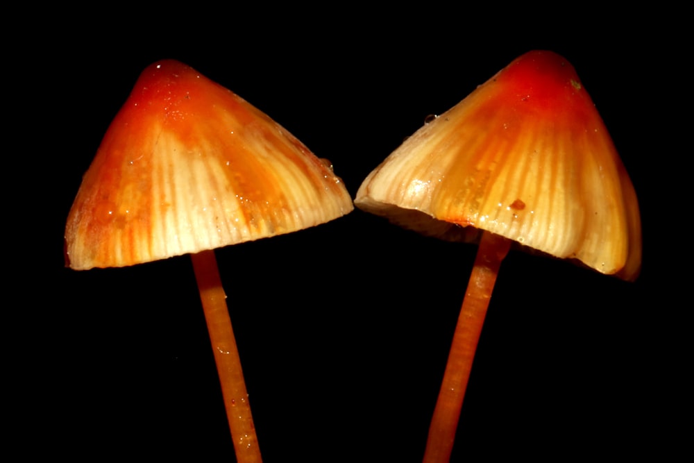 orange and white mushrooms on black background