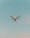 A drone is flying in the center of a clear sky. The drone is white with a camera attached to its underside, indicating it might be used for aerial photography.