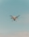 A drone is flying in the center of a clear sky. The drone is white with a camera attached to its underside, indicating it might be used for aerial photography.