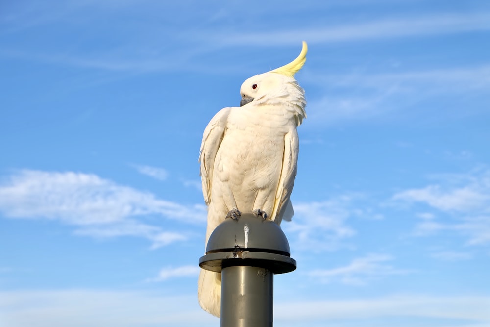 oiseau blanc sur support en métal noir pendant la journée