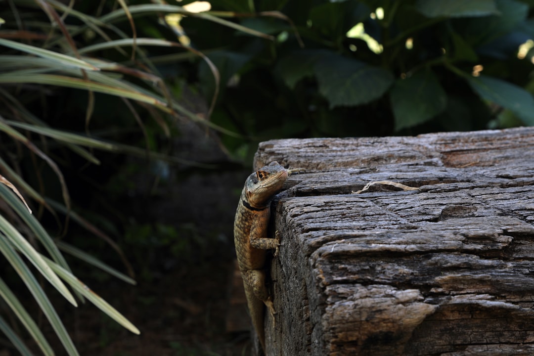 brown and black lizard on brown wood